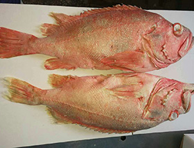 單凍紅魚