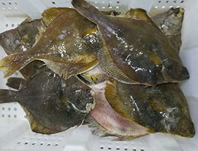 鰈魚