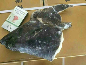 格棱蘭魚頭