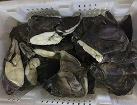 格棱蘭魚頭
