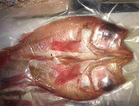 開背紅魚